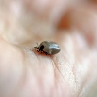 Likwidacja skutków ukąszeń przez meszki, komary, mrówki i kleszcze