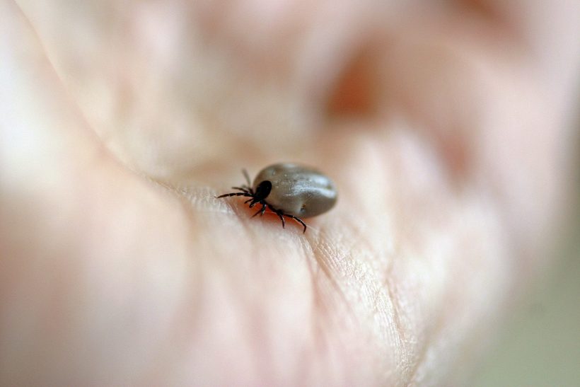 Likwidacja skutków ukąszeń przez meszki, komary, mrówki i kleszcze